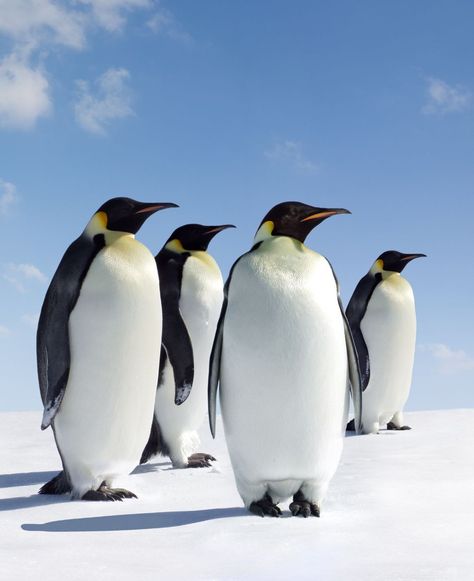 Emperor Penguins in Antarctica - A group of Emperor Penguins in their icy Antarctic home. #EmperorPenguins #Antarctica Emporer Penguin, Group Of Penguins, March Of The Penguins, Antarctic Animals, New Poetry, Write A Story, Personal Reflection, Emperor Penguin, Blank Journal