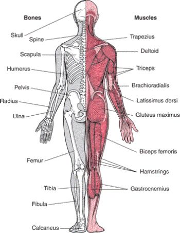 Musculoskeletal System Muscle Names, Muscular System Anatomy, Human Muscle Anatomy, Muscle System, Basic Anatomy And Physiology, Yoga Anatomy, Musculoskeletal System, Human Body Anatomy, Muscular System