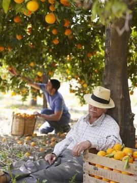 Orange trees generally produce most of their fruit on the lower tier of the canopy. Picking Oranges, Orange Grove, Fruit Picking, Human Reference, Oranges And Lemons, Orange Tree, 영감을 주는 캐릭터, Agra, Sardinia