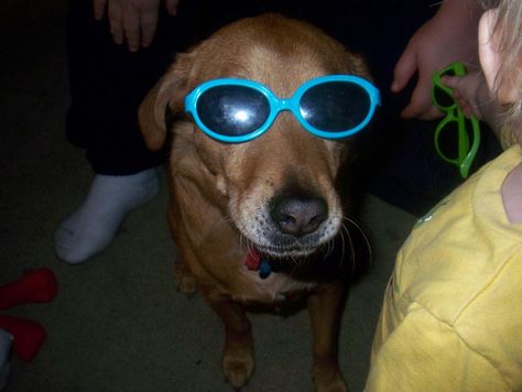 Dog wearing sunglasses Characters With Sunglasses, Dog With Shades, Animals In Sunglasses, Animals Wearing Sunglasses, Animals With Sunglasses, Dog Wearing Headphones, Sunglasses On Head, Sunglasses Meme, Dog In Sunglasses