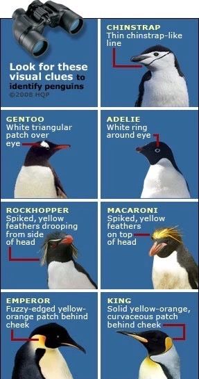 Penguins: Visual ID Penguin Facts For Kids, Types Of Penguins, Penguin Facts, Bar Pictures, All About Penguins, Penguin Theme, Penguin Species, Types Of Birds, Penguin Party