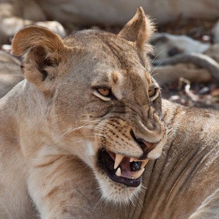 Angry Lioness, Lion Snarl, Wild Savannah, Lion Book, Lioness Tattoo, Lions Photos, Lion And Lioness, Way Back Home, Animal Reference