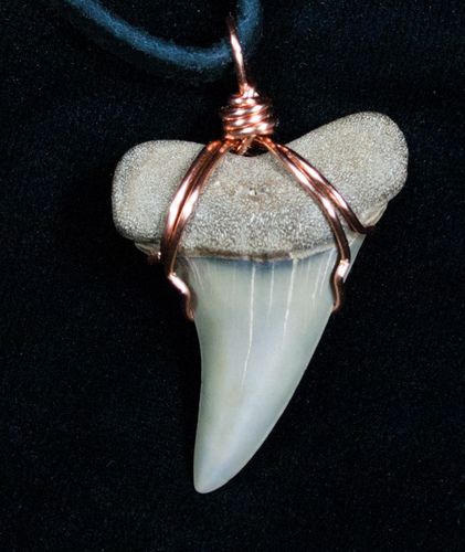 Fossil mako shark tooth necklace.  Just added to FossilEra.com Shark Teeth Crafts, Arrowhead Jewelry, Shark Teeth Jewelry, Arrowheads Jewelry, Sharks Tooth, Sharks Teeth, Shark Tooth Pendant, Mako Shark, Fish Jewelry