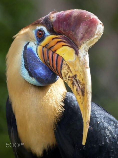 Horn Bill, Tropisk Fest, Regard Animal, Weird Birds, Funny Birds, Colorful Bird, Exotic Birds, Tropical Birds, Pretty Birds