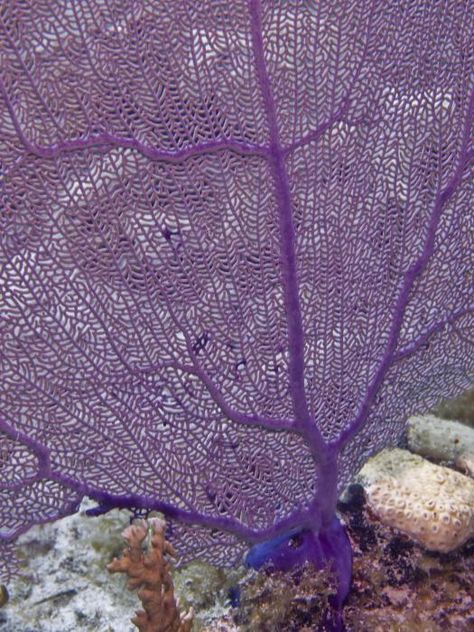 Sea Fan Sea Fan, Undersea World, Beneath The Sea, Under The Ocean, Underwater Creatures, Underwater Life, Water Life, Deep Blue Sea, Ocean Creatures