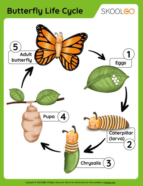 Life Cycle Of Butterflies Preschool, Caterpillar Stages Butterfly Life Cycle, Butterfly Life Cycle Anchor Chart, 3d Butterfly Life Cycle Printable, Butterfly Stages Life Cycles, 3d Butterfly Life Cycle Craft Template Printable, Life Cycle Of Butterfly Activities, Butterfly Cycle Activities, Butterflies Life Cycle