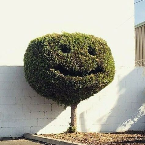 Cet arbuste est taillé de sorte à ce qu'il ressemble à un smiley. Outdoor Design, Dream Garden, Smiley Face, Hedges, A Tree, Life Is Beautiful, Botanical Gardens, How To Dry Basil, The Great Outdoors