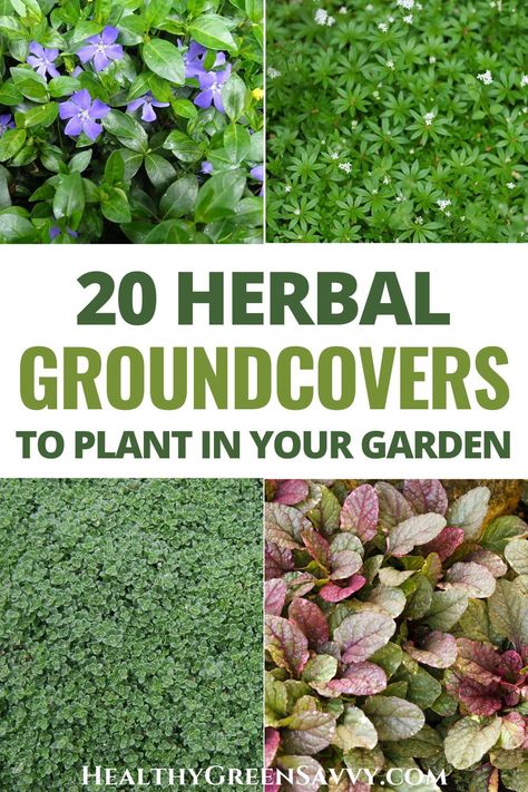 Want to grow more food in your yard or garden? Consider stealthily replanting your lawn with delicious, low-growing ground cover herbs. Whether you replace a little or a lot, consider swapping some of your grass or mulch for these fragrant, beautiful herbs. #gardening #herbs | ground covers | herb gardening | ecological landscaping | eco-friendly | eat the lawn | Herb Pathway, Grounding Your Garden, Herbalism Garden, Permaculture Herb Garden, Small Herb Garden Design, Outdoor Herb Garden, Medicinal Herbs Garden, Healing Garden, Herb Garden Design