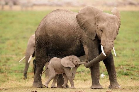 Mom and baby elephants holding ‘hands’ or trunks. Mom And Baby Elephant, Baby Elephants, Save The Elephants, Mother Child, Elephant Love, Baby Animals Funny, African Elephant, Baby Elephant, 귀여운 동물