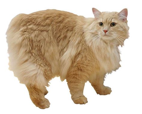 Cymric Cat Cymric, Pedigree Cats, Manx Cat, American Bobtail, Fluffy Coat, Cat Tail, Manx, The Isle, Long Tail