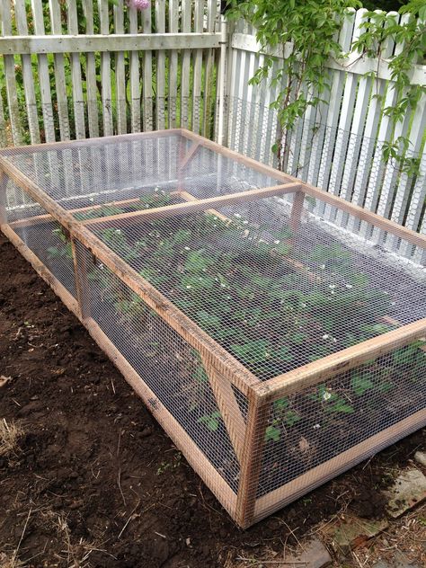 Strawberry Cage Diy, Strawberry Garden Beds, Strawberry Protection, Strawberry Beds Ideas Diy, Protect Strawberry Plants, Strawberry Garden Ideas, Folded Door, Deck Gardening, Strawberry Bed