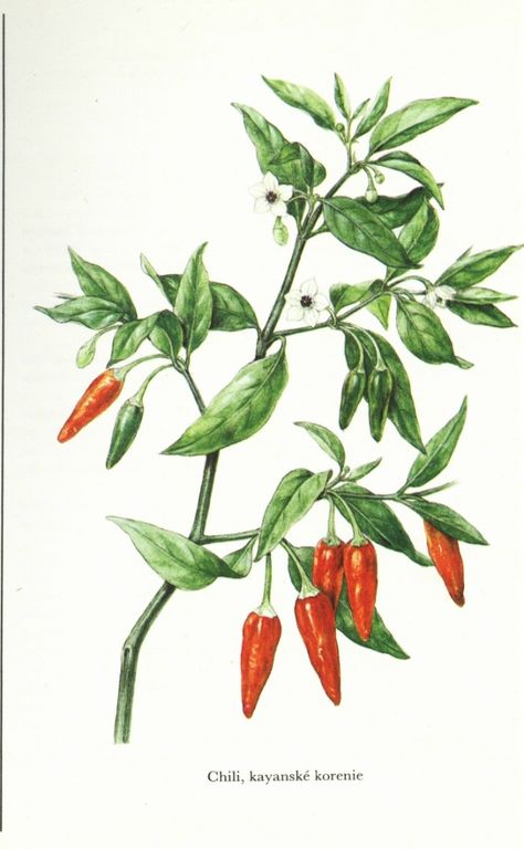 Chillies: leave in open lid plastic container.  They will dry in fridge. Also in cupboard in winter (paper bag).  Use up to 8months away when dried. Herbs Illustration, Chilli Plant, Herb Art, Vegetable Painting, Plant Tattoo, Watercolor Fruit, Pepper Plants, Plant Painting, Plant Drawing