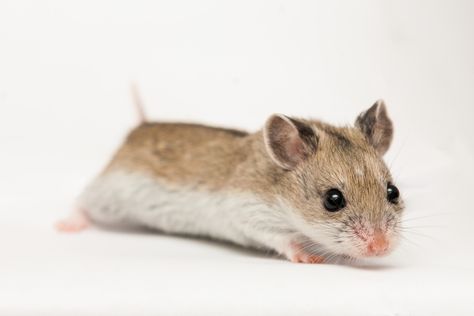 Agouti Chinese hamster (normal) Hamster Species, Chinese Hamster, Hamster Breeds, Hamsters As Pets, Baby Hamster, Hamster Cages, Syrian Hamster, Paws And Claws, Reptiles Pet