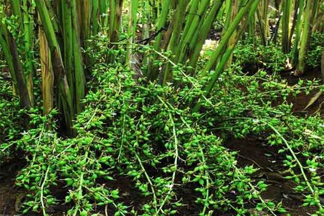 Cardamom Crop in Kerala Cardamom Plant, Divine Mercy Image, Essential Oil Education, Organic Spice, Divine Mercy, Edible Plants, Education Center, Plant Pictures, Instagram Logo