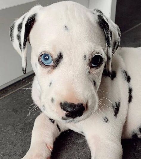 Photo Tag, Dalmatian Puppy, Dalmatian Dogs, Blue Eye, Love Pet, Baby Dogs, New Puppy, Beautiful Dogs, Dog Tshirt