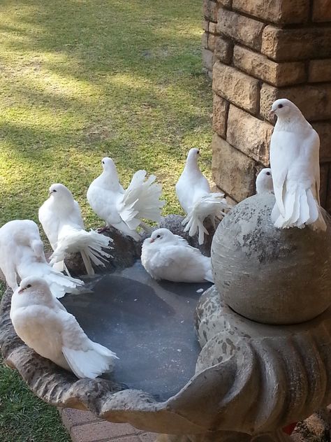 Fantail Doves - Shell Shaw Pet Dove Aesthetic, Dove Aesthetic, Fantail Pigeon, Pretty Place Chapel, Pet Pigeon, White Pigeon, Dove Pigeon, Nature Story, Pigeon Bird