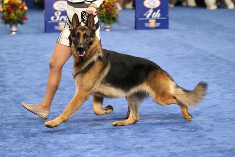 Part of the Herding Group at the National Dog Show 2019 Show Dogs, German Shepard Service Dog, Cool Pictures Of Animals, Karst Shepherd Dog, Golden Retriever Baby, German Sheperd Dogs, German Shepherd Funny, Scary German Shepherd Dogs, German Shepherd Pictures