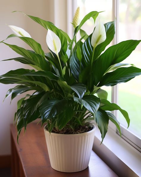 Peace Lily Indoor, Peace Lily Plant Care, Lilly Plants, Peace Lily Care, Lily Plant Care, Plant Parenthood, Peace Lily Plant, Plant Care Houseplant, Hanging Ideas