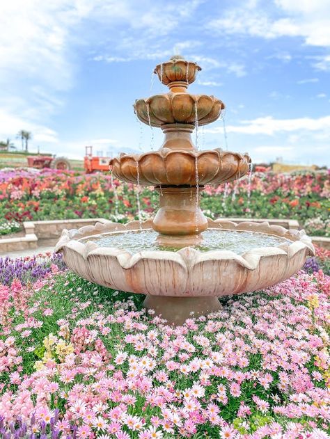 Free stock photo of beautiful flower, beautiful flowers, blooming flowers, california, carlsbad, color, culture, decoration, field, flora, flower, fountain, garden, grass, landscape images, outdoors, park, pastel, pink, pot, spring, summer, traditional, tree, whimsical Garden With A Fountain, Fountain In Flower Bed, Acnh Regency, Romantic Fountain, Park With Fountain, Spring Fountain, Invite Illustration, Front Yard Fountain, Rococo Garden