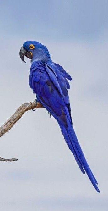 Hyacinth Macaw, Pin It, Parrot, Cute Animals, Birds, Animals