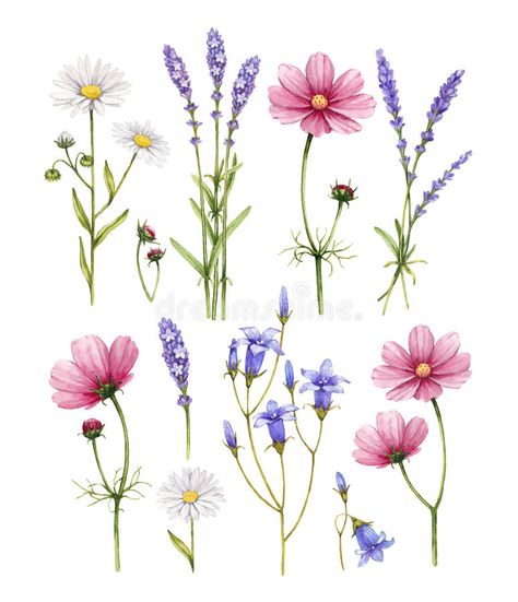 Wildflower Drawing, Watercolor Flower Illustration, Wildflower Paintings, Wildflower Tattoo, Flowers Illustration, Watercolor Flower Art, 수채화 그림, Watercolor Flower, Flower Illustration