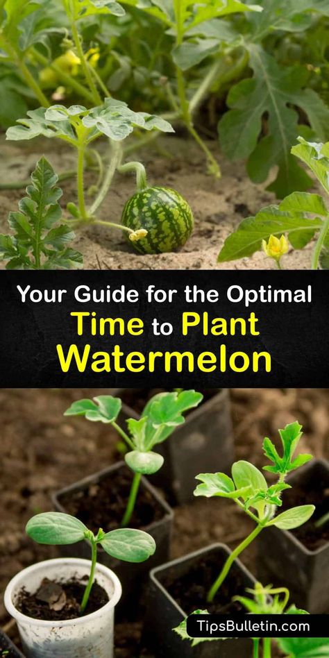 How To Plant Watermelon Plants, When To Plant Watermelon Seeds, Watermelon Patch Garden, How To Grow Watermelon In Containers, How To Grow Watermelon Vertically, Watermelon Seeds Planting, How To Plant Watermelon Seeds, Watermelon Planting Tips, How To Grow Watermelon From Seed