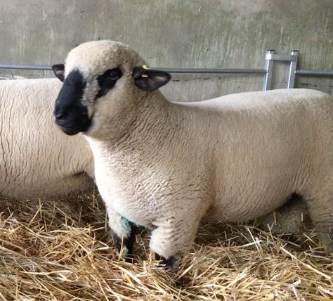 Ram Lamb by Edison Galileo  2019 Hampshire Sheep, Sheep Breeds, Animal Reference, Group 4, Domestic Animals, Sheep And Lamb, Reference Images, Crafty Stuff, Hampshire