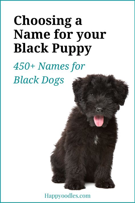 Are you looking for a name your black coated puppy? If so we have you covered. We have 450 dog names that are perfect for your black dog. Plus tips on how to pick the perfect name. (#blackdognames, #blackdognamesforpuppy, #uniquedognames) Male Dog Names Unique, Black Cocker Spaniel Puppies, Puppy Names Unique, Puppies Names Female, Dogs Names List, Black Dog Names, Goldendoodle Names, Small Dog Names, Goldendoodle Black