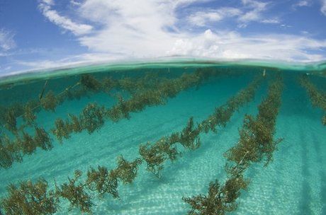 Commercial Seaweed Farm in Offing Permaculture, Aqua Farm, Earth's Spheres, Commercial Farming, Types Of Farming, Home Grown Vegetables, Urban Farming, Underwater World, Natural Resources