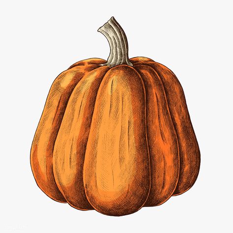 Fresh ripe pumpkin drawing illustration | premium image by rawpixel.com / sasi #Illustration #foodblogger #foodanddrink #foodie #healthyfood Pumpkin Drawing Ideas, Carrot Drawing, Pumpkin Sketch, Pineapple Drawing, Pumpkin Drawing, Vegetable Illustration, Pumpkin Illustration, Pumpkin Vector, Vintage Pumpkin