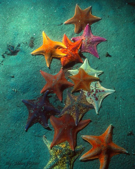 Pacific Star Cluster | Sea Stars in the sand. Monterey Bay C… | Flickr Flowers At Beach, Marine Life Pictures, Sea Life Reference, Sea Life Photos, Rare Sea Creatures, Sea Shell Collage, Starfish Anatomy, Strange Sea Creatures, Sea Reference