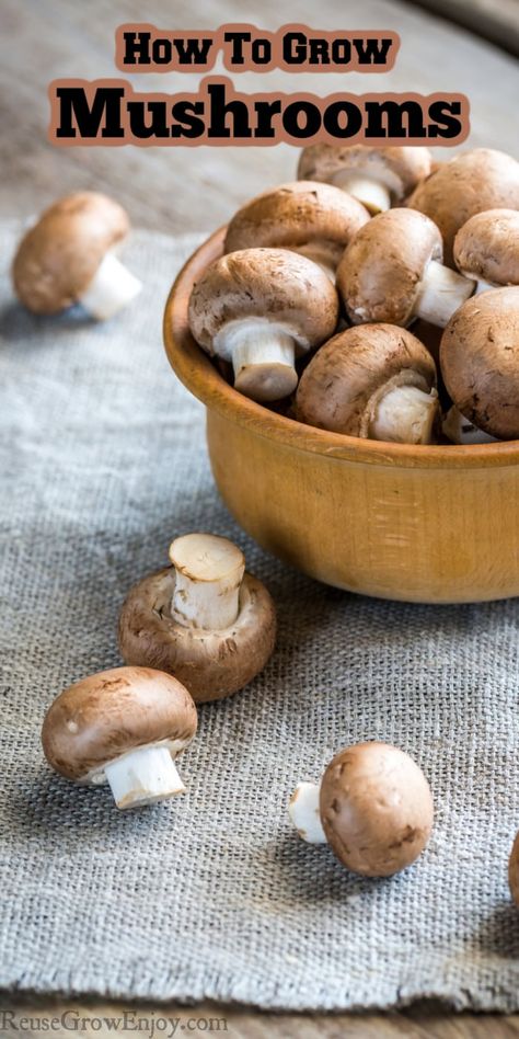 If you have been wondering how to grow mushrooms, these are some great tips to get you started. You will be growing your own in no time at all. How To Grow Mushrooms, Balsamic Mushrooms, Grow Mushrooms, White Button Mushrooms, Mushroom Varieties, Mushroom Benefits, Mushroom Kits, Button Mushroom, Vegetables Recipes