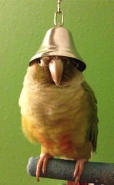 Conure Bird, Conure Parrots, Funny Parrots, Bird Care, Parrot Bird, Funny Birds, Bird Pictures, Exotic Birds, Pretty Birds