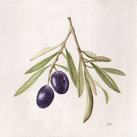 Olive Tattoo, Branch Watercolor, Olive Branch Tattoo, Cerámica Ideas, Watercolor Fruit, 수채화 그림, Botanical Painting, Arte Inspo, Botanical Watercolor