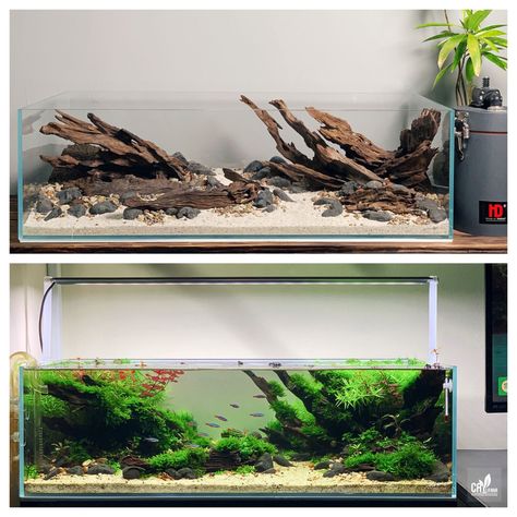 Shallow Aquarium Aquascape, Shallow Tank Aquascape, Shallow Aquascape, Aquascape Design Natural, Shallow Aquarium, Saltwater Aquarium Beginner, Biotope Aquarium, Discus Aquarium, Fish Aquarium Decorations