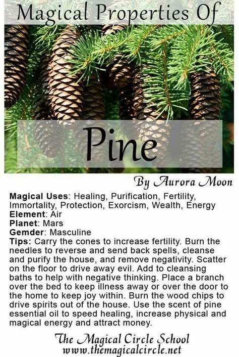 Magickal properties of Pine Lemon Magic, Magickal Herbs, Witch Herbs, Magia Das Ervas, Green Witchcraft, Magic Herbs, Magical Herbs, Wiccan Spell Book, Pagan Witch