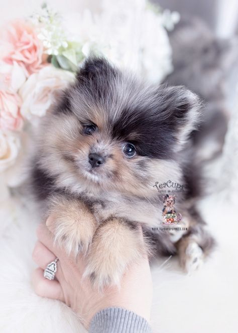 merle-pomeranian-puppy-for-sale-teacup-puppies-421-aa Merle Pomeranian Puppy, Teacup Puppy Breeds, Teacup Pomeranian Puppy, Merle Pomeranian, Puppies Teacup, Spitz Pomeranian, Micro Teacup Puppies, Teacup Yorkies, Pomeranian Puppy Teacup