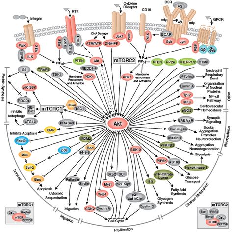 Cell Signaling, Signal Transduction, Flow Cytometry, Plasma Membrane, Research Poster, Science Questions, Cell Cycle, Writing Code, Cell Biology