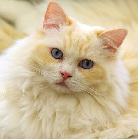 Cat Pictures, Yellow Cat, White Cats, Vanilla Cream, Ragdoll Cat, Domestic Cat, Cats Meow, Pics Art, Pretty Cats