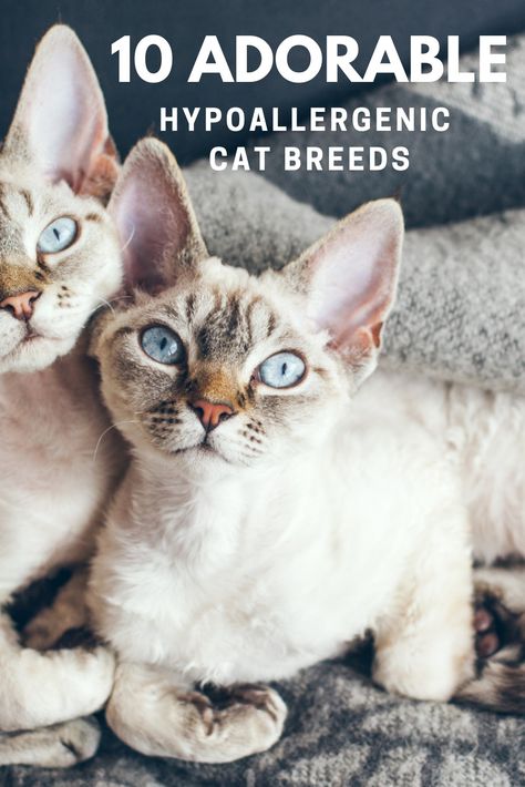 10 of the world's most adorable hypoallergenic cat breeds that reduce allergies in cat parents. Hypoallergenic Cat Breeds, Cornish Rex Kitten, Cute Tiny Dogs, Cats That Dont Shed, Cat Breeds Hypoallergenic, Devon Rex Kittens, Hypoallergenic Cats, Balinese Cat, Devon Rex Cats