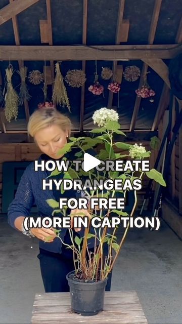 Diy Propagation, Propagating Hydrangeas, Front Yard Flowers, Repotting Plants, Hydrangea Landscaping, Asian Flowers, Hydrangea Garden, Hummingbird Garden, Planting Hydrangeas