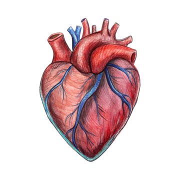 Organs Illustration, Organ Illustration, Human Heart Illustration, Anatomical Heart Drawing, Human Heart Drawing, Heart Organ, Illustration Heart, Heart Diagram, Body Diagram