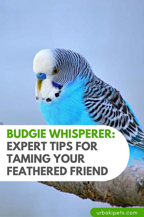 Budgie Bird Cage Ideas, Budgie Training, Parakeet Cage Ideas Diy, Budgie Care, Budgies Parrot, Parakeet Food, Budgie Cage, Diy Bird Cage, Diy Bird Toys