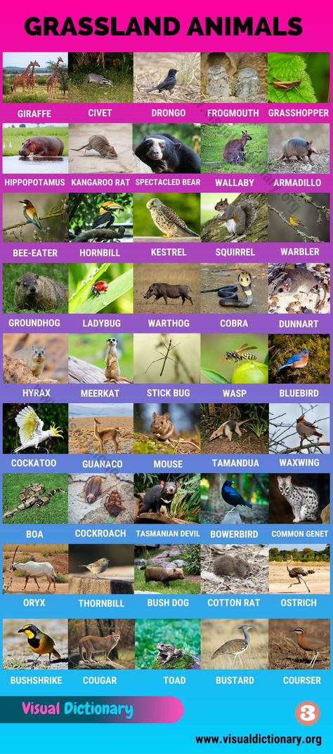 Grassland Animals: Big List of 160+ Grassland Animals in The World - Visual Dictionary Grassland Animals, English Animals, Kangaroo Rat, Animals Name In English, Animal Infographic, Spectacled Bear, Prairie Dogs, Visual Dictionary, Animal Flashcards