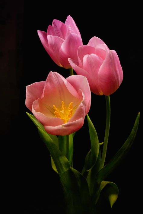 Triple Toned Tulips Garden Simple Ideas, Tulip Photography, Garden Simple, Flower Identification, Aesthetic Garden, Garden Aesthetic, Pola Kristik, Wonderful Flowers, Airbrush Art