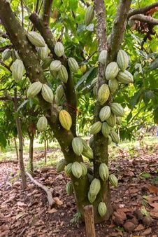 Premium Photo | Natural cocoa powder, cocoa beans and chocolate Cocoa Plant, Cacao Fruit, Avocado Tree, Starter Plants, Theobroma Cacao, Fruit Plants, Exotic Fruit, Photo Tree, Growing Tree