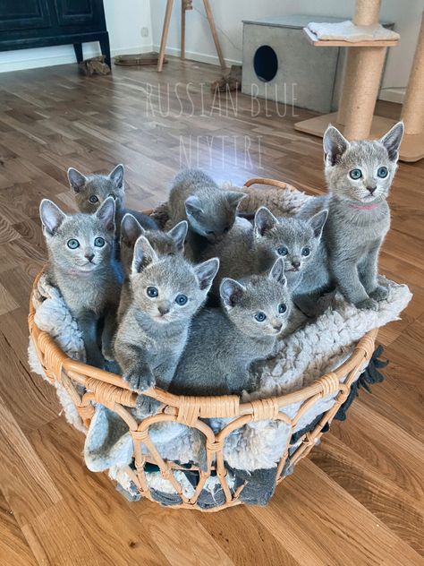 Russian Blue Persian Cat, Russian Blue Cat Kittens, Russian Blue Cat Aesthetic, Blue Russian Cat, Cat Breeds Hypoallergenic, Russian Blues, Korat Cat, Russian Blue Kitten, Russian Cat