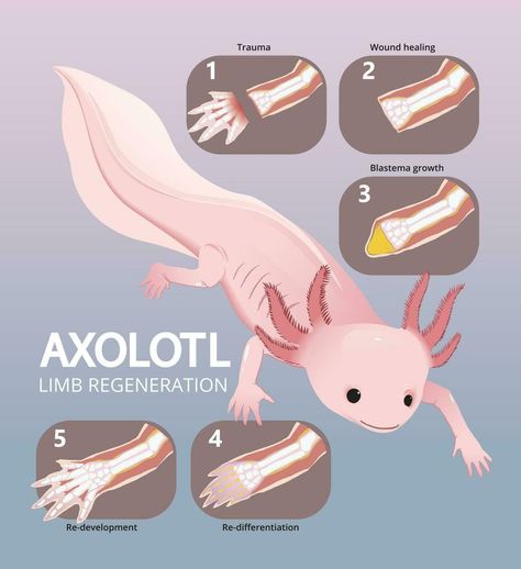 illustration of axolotl limb regeneration infographic Axolotl Illustration, Animal Infographic, Mexico Map, Cityscape Photos, Logo Banners, Nature Backgrounds, Science Art, Photo Template, Background Banner