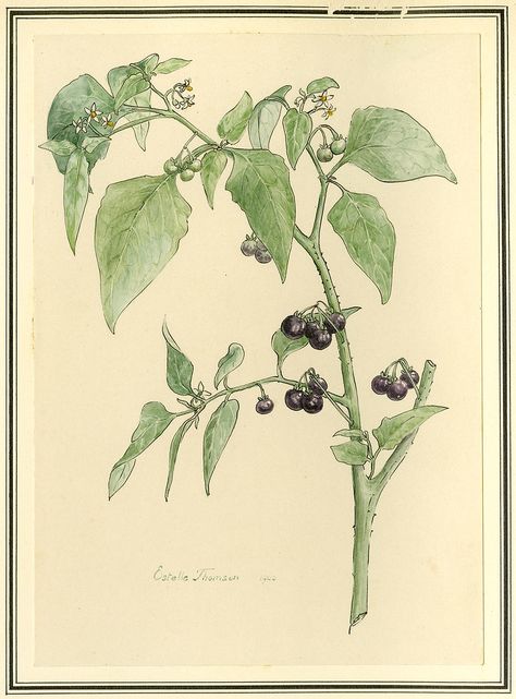 Botanical Drawing of Black Nightshade (Solanum Nigrum) Nightshade Drawing, Nightshade Berries, Black Nightshade, Nightshade Plant, Deadly Nightshade, Plant Parts, Botanical Drawing, Sacred Symbols, Plant Drawing