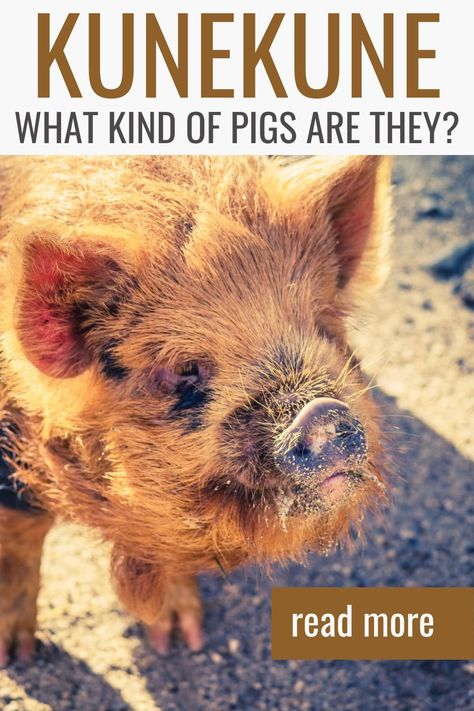 Kunekune pigs are considered the gentle giants of mini pigs. Unlike their more diva-like cousins, the American Mini Pig, Kunekune pigs are known for their calm and laid back demeanor. Read this article to learn more about kunekune pigs as pets. Kunekune Pig Pen, Kune Kune Pig Pen, Pigs As Pets, Kune Kune Pigs Care, Kunekune Pigs, Kune Kune Pigs, Miniature Pigs Full Grown, Large Black Pig, Pig Breeds